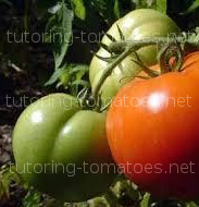 trellising tomatoes